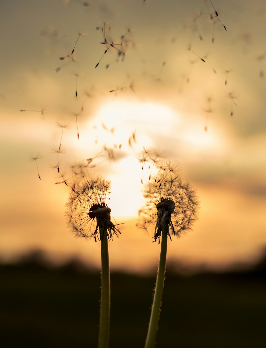 Dandelion 18