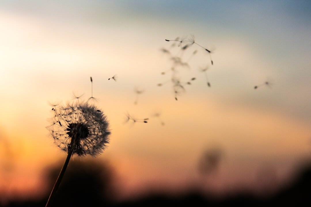 Dandelion 27